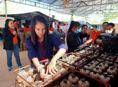 ร่วมศึกษาดูงานตามโครงการเพาะเห็ด เพื่อพัฒนา สร้างอาชีพ ... พารามิเตอร์รูปภาพ 6