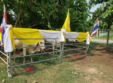 กลุ่มส่งเสริมสหกรณ์ 3 ร่วมพิธีรับมอบและตรวจสุขภาพโคพระราชทาน พารามิเตอร์รูปภาพ 10
