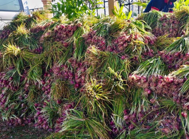 สหกรณ์จังหวัดบึงกาฬนำทีมบุคลากรในสังกัดร่วมสนับสนุนกระจายหอมแดงสดเพื่อช่วยเหลือเกษตรชาวศรีสะเกษ จำนวน 1.1 ตัน รวมมูลค่า 25,300 บาท ... พารามิเตอร์รูปภาพ 6