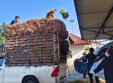 สหกรณ์จังหวัดบึงกาฬนำทีมบุคลากรในสังกัดร่วมสนับสนุนกระจายหอมแดงสดเพื่อช่วยเหลือเกษตรชาวศรีสะเกษ จำนวน 1.1 ตัน รวมมูลค่า 25,300 บาท ... พารามิเตอร์รูปภาพ 7