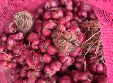 สหกรณ์จังหวัดบึงกาฬนำทีมบุคลากรในสังกัดร่วมสนับสนุนกระจายหอมแดงมัดจุก 3.5 ตัน รวมมูลค่า 129,500 บาท เพื่อช่วยเหลือเกษตรชาวศรีสะเกษ ... พารามิเตอร์รูปภาพ 1