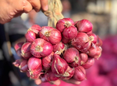 สหกรณ์จังหวัดบึงกาฬนำทีมบุคลากรในสังกัดร่วมสนับสนุนกระจายหอมแดงมัดจุก 3.5 ตัน รวมมูลค่า 129,500 บาท เพื่อช่วยเหลือเกษตรชาวศรีสะเกษ ... พารามิเตอร์รูปภาพ 2