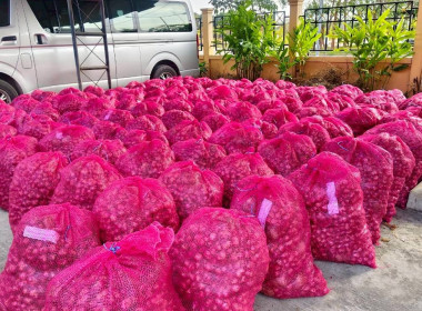 สหกรณ์จังหวัดบึงกาฬนำทีมบุคลากรในสังกัดร่วมสนับสนุนกระจายหอมแดงมัดจุก 3.5 ตัน รวมมูลค่า 129,500 บาท เพื่อช่วยเหลือเกษตรชาวศรีสะเกษ ... พารามิเตอร์รูปภาพ 12