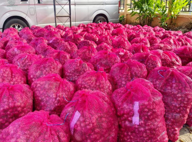 สหกรณ์จังหวัดบึงกาฬนำทีมบุคลากรในสังกัดร่วมสนับสนุนกระจายหอมแดงมัดจุก 3.5 ตัน รวมมูลค่า 129,500 บาท เพื่อช่วยเหลือเกษตรชาวศรีสะเกษ ... พารามิเตอร์รูปภาพ 13