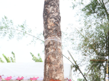 สหกรณ์จังหวัดบึงกาฬ ร่วมพิธีพลีกรรมตัดไม้มงคล “ราชพฤกษ์” ... พารามิเตอร์รูปภาพ 33
