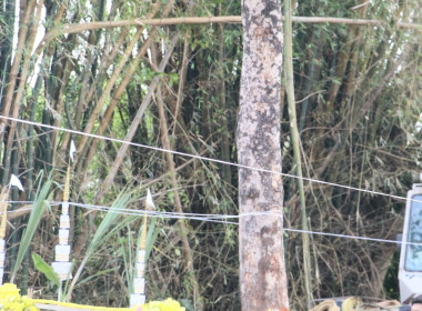 สหกรณ์จังหวัดบึงกาฬ ร่วมพิธีพลีกรรมตัดไม้มงคล “ราชพฤกษ์” ... พารามิเตอร์รูปภาพ 13