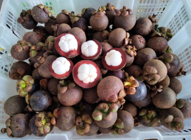 บึงกาฬ เชื่อมโยงเครือข่ายสินค้ามังคุดคัดคุณภาพ ... พารามิเตอร์รูปภาพ 8