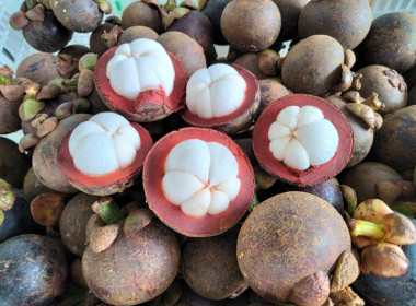 บึงกาฬ เชื่อมโยงเครือข่ายสินค้ามังคุดคัดคุณภาพ ... พารามิเตอร์รูปภาพ 9